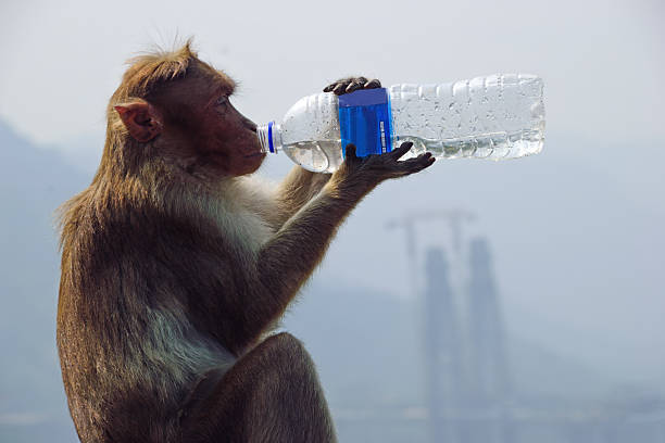 Health conscious Indian wild monkey drinking packaged drinking water from a bottle on a hot afternoon at a tourist spot in India.