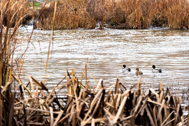 Ducks on the Duero River on a winter morning, Tordesillas, Valladolid - Spain