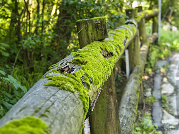 Wooden fence partially covered with moss, Cuneo