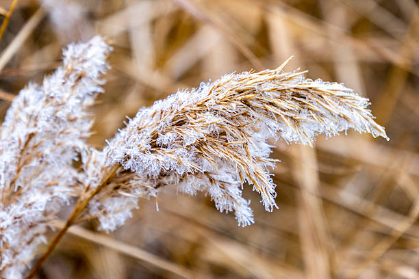 Dead dry stalks of common reed bed in a pond in winter