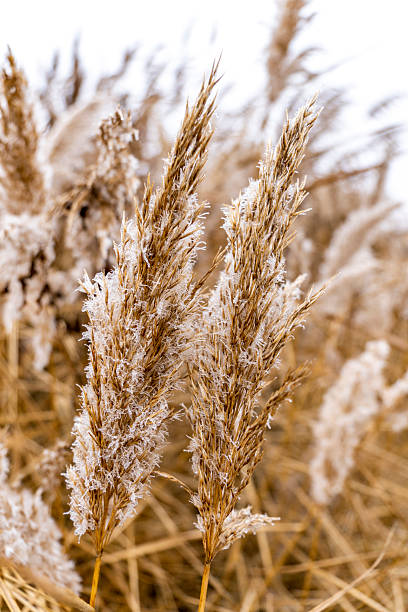 Beautiful herbs covered in frost in winter, Duero River, Tordesillas. Spain
