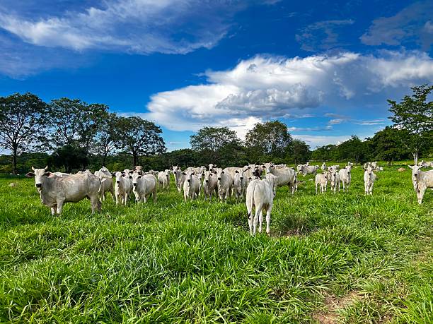 istock Intensive pasture  Development Project: The Intensive Pasture System and Animal Husbandry. Beef Cattle grassland 2255513768