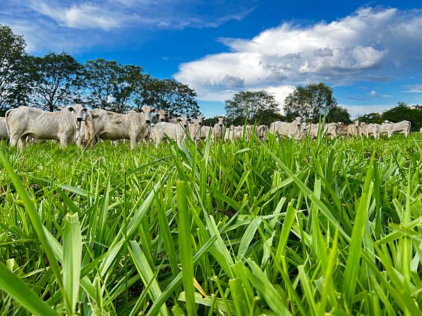 istock Intensive pasture  Development Project: The Intensive Pasture System and Animal Husbandry. Beef Cattle grassland 2255514136
