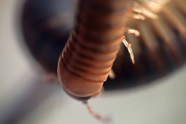 thai scary worm