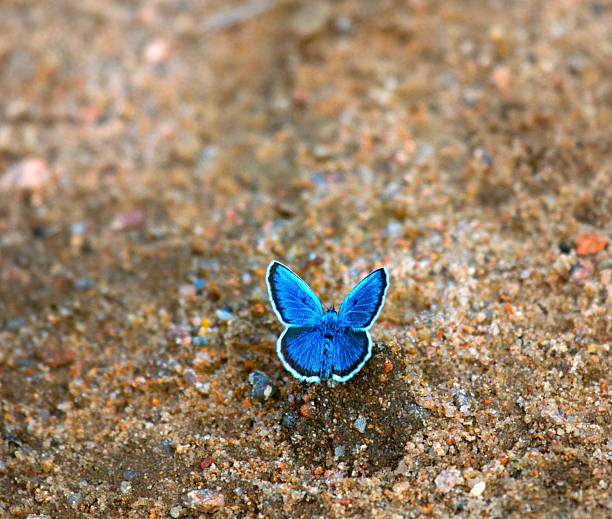 Butterfly silver-studded blue (Lycaena argus, Plebeius argus) sucks moisture on wet sand, celestial butterfly