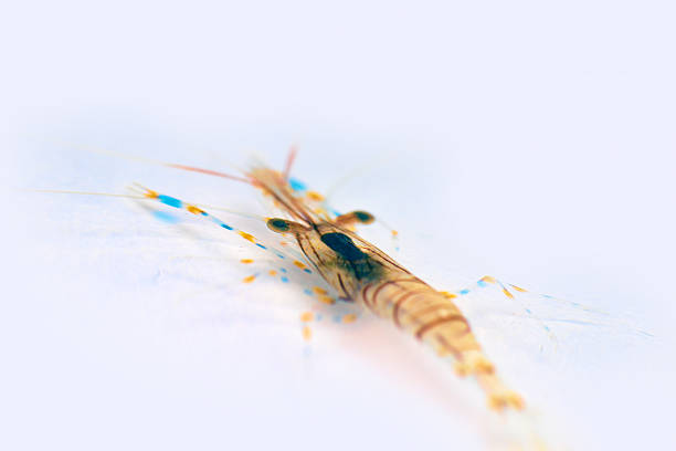 rockpool shrimp (Palaemon elegans) from the southern coast of Crimea, Black Sea. Macro isolated on white background