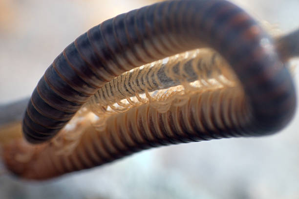 Chestnut larva reflected in a mirror with black background. Copy Space