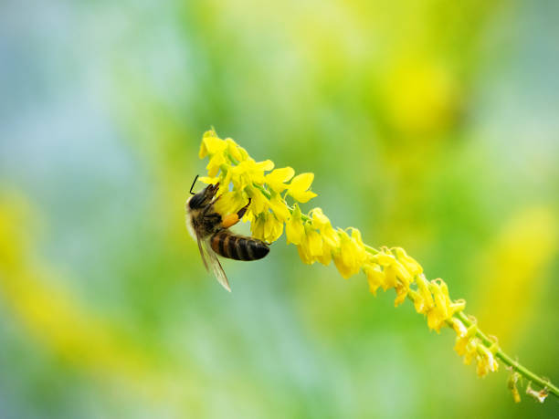 honeybee collecting honey and pollen on yellow flower melilotus officinalis 