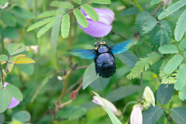Wild bee, Carpenter bee (Xylocopa sp.) at flower collects nectar and pollinates flowers. Sri Lanka
