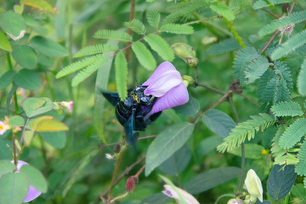 Wild bee, Carpenter bee (Xylocopa sp.) at flower collects nectar and pollinates flowers. Sri Lanka
