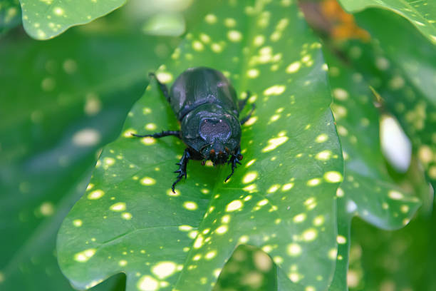 Insect Specimens: Colorful Beetle