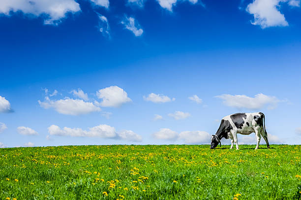 Chopped cow on a green pasture