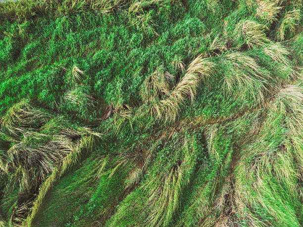 drone view on grassland of Okavango Delta