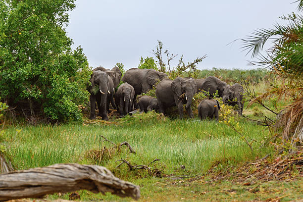 A big herd of African elephants in Chobe National Park. Seen on a private game drive. The coastal region of the Chobe River has the densest concentration of elephants in Africa. Botswana, Africa.