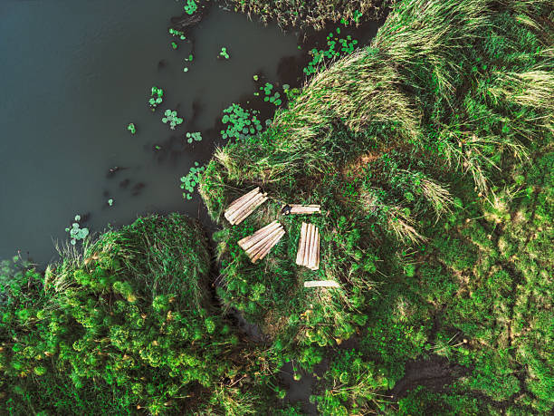 drone view on bunches of reed at riverside in  Okavango Delta in botswana, reed is traditional used as construction material and is collected by the local people