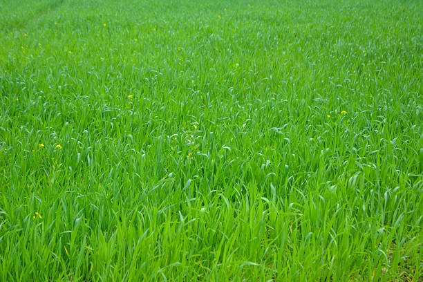Young green wheat seedlings growing in a soil field