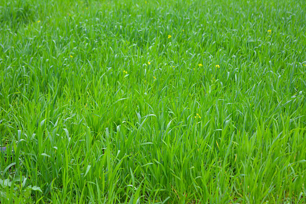 Young green wheat seedlings growing in a soil field