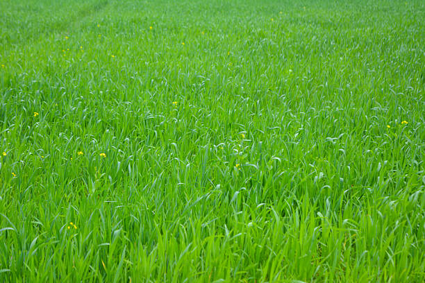Young green wheat seedlings growing in a soil field