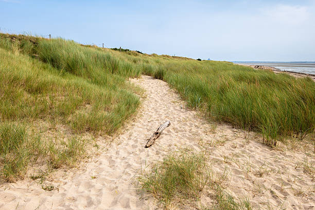 Sandy path through grassy dunes in Normandy leading to a beach.