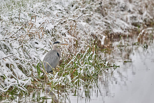 Striking image of a grey heron standing in shallow water that has just caught a fish and is swallowing it, which is clearly visible in its sharp, orange beak. The water, reeds, aquatic plants and foliage create a serene, natural backdrop, highlighting the bird's elegant posture and focused gaze.