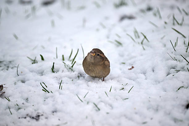 little finch sitting in the snow
