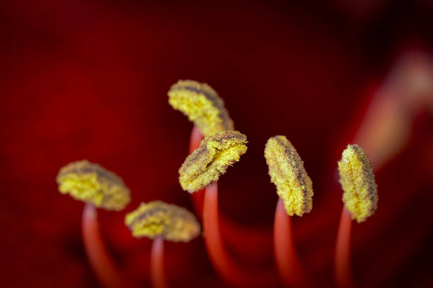 Beautiful red amaryllis flower in full bloom with delicate macro petals and details in soft natural