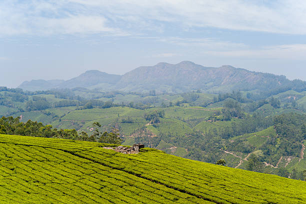 istock Tea terraces and layered mountains in Munnar 2255530807