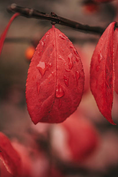 Wet leaf, close-up.