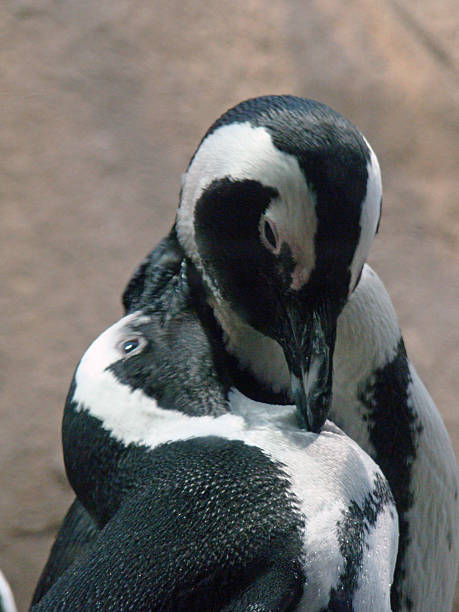 A close-up view captures two penguins with their necks gently entwined, highlighting a tender moment of social bonding. The intimate composition emphasizes their contrasting markings and the quiet connection between the birds in a natural setting.