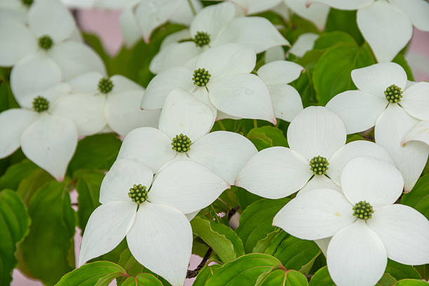 White flowers on the roadside tree in summer