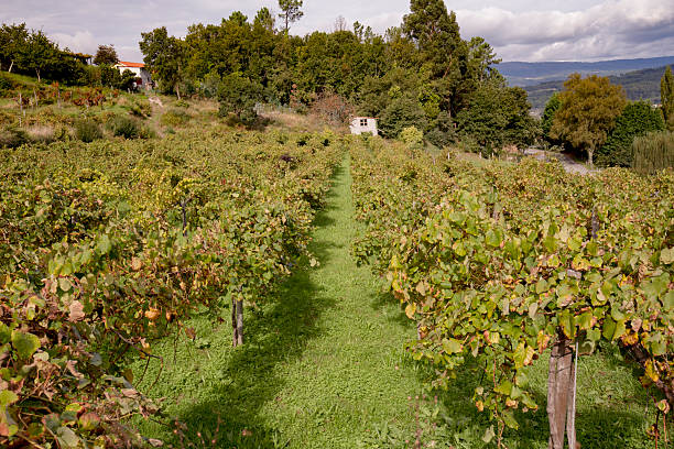Green vineyard with a white house in the background, cloudy sky.