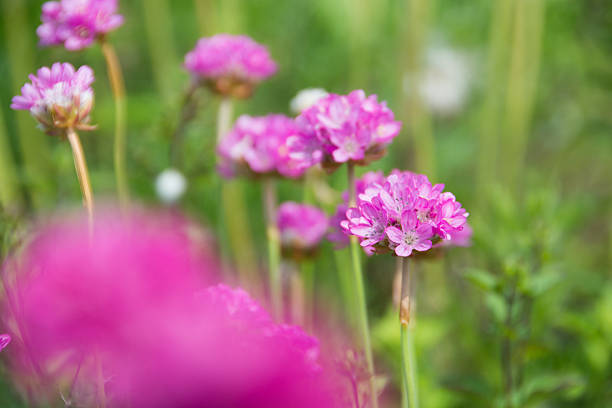 Pretty pink flowers in full bloom