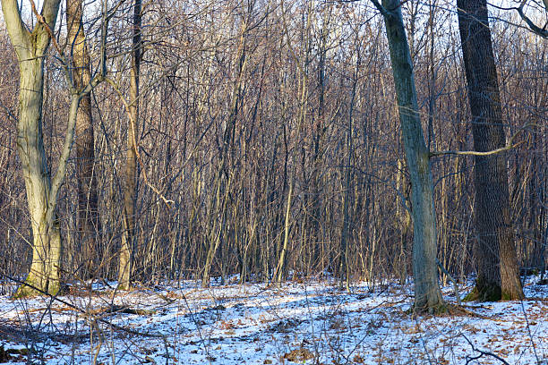 A dense deciduous forest with tall trees and a thin layer of snow on the ground is illuminated by the warm evening sun. This peaceful landscape conveys the atmosphere of early winter or late autumn, where numerous branches and trunks create a complex natural pattern in the quiet thicket.