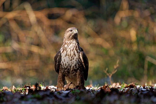 A close up of a Buzzard