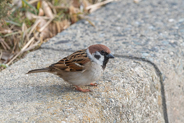 A close-up of a common Eurasian tree sparrow sitting calmly on a grey stone surface, showing detailed feather patterns.