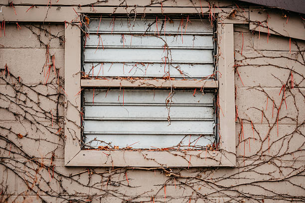 Wooden window in a wall with ivy leaves leafless in winter