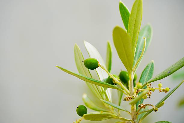 a leaves in a tree that have small fruit