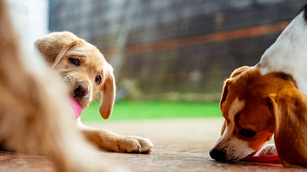 Adorable labrador puppy playfully peeking from behind another puppy while a beagle puppy sniffs the ground
