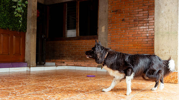 Wet from play, a Border Collie dog looks on beside a bamboo fence at the beach. The soft glow of sunlight accentuates alert expression and textured backdrop