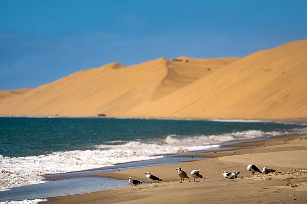 Footprints are visible on a sand dune leading down to the vast expanse of the namib desert at sunset