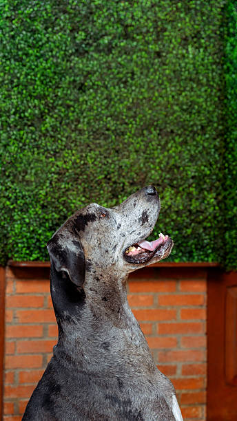 Great dane dog with merle coat looking up against a green hedge and brick wall