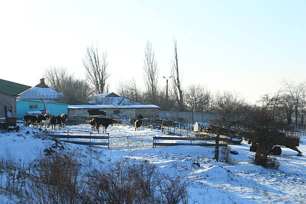 Horses search for grass in snow covered meadow