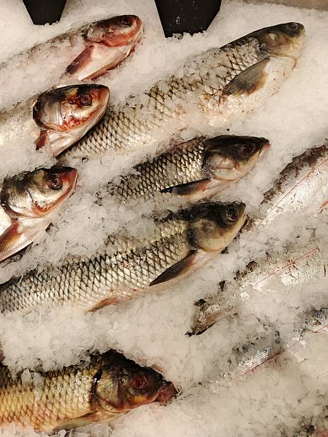 fresh-frozen fish