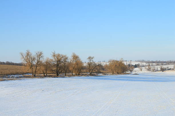 A snowy field with trees and a blue sky. Outdoor. Snow. Sky. Nature. Shore