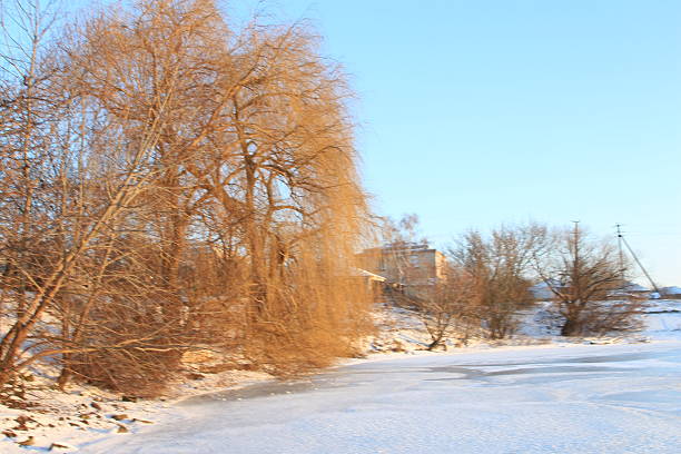 A snowy road with trees and buildings. Outdoor. Tree. Sky. Snow. Nature