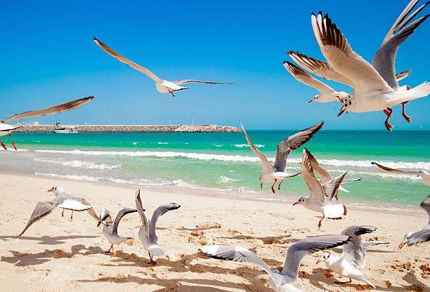 Flock Of Seagulls On The Beach Against The Sea