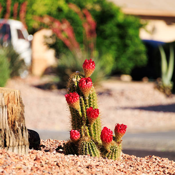 Torch cactus, Helianthocereus Huascha, with vibrant, green columnar stems and several striking red flowers in bloom