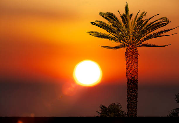 Palm tree in front of a heavenly sunset by the sea