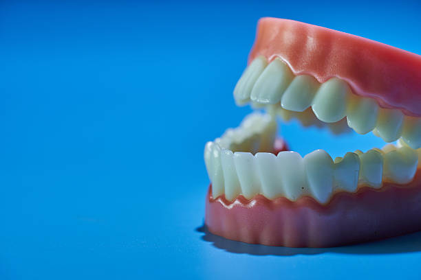 Dental teeth model isolated on blue background.