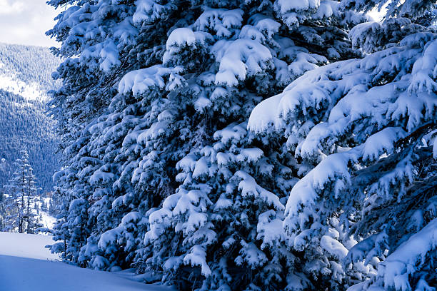 a view of snow covered pine trees in bright sunshine against a blue sky